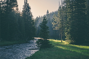 Creek in the forest